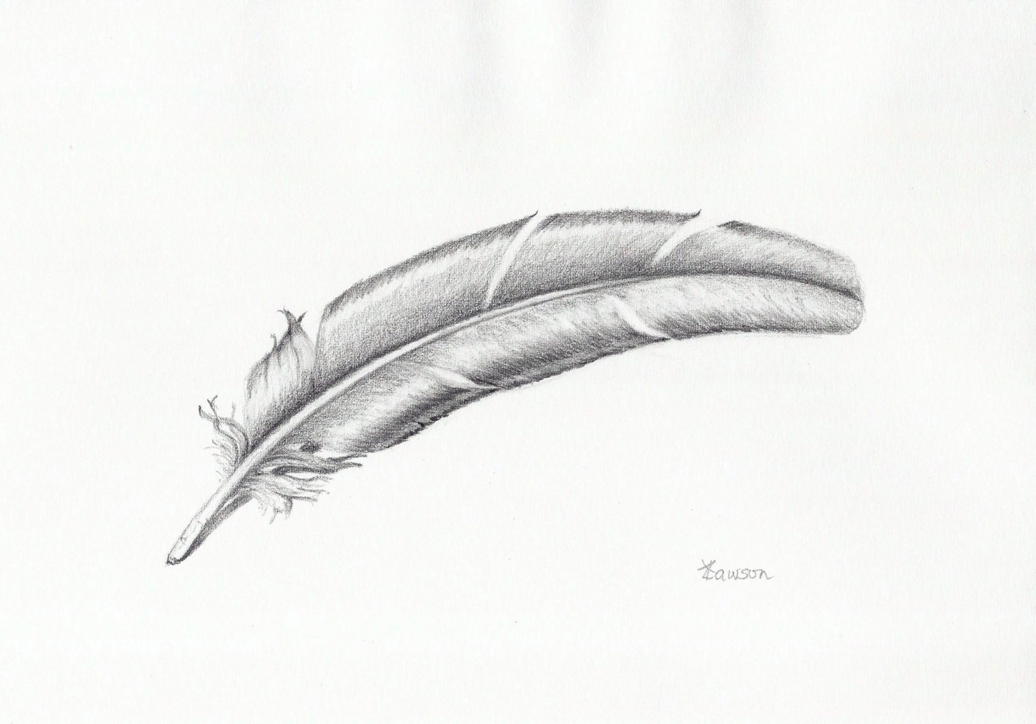 Feather Drawings Pencil Sketch