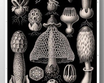Mushroom Print, Mushroom Art, Poster, Ernst Haeckel, Fungi Basimycetes/Stinkhorn Mushrooms Illustration, Botanical Art