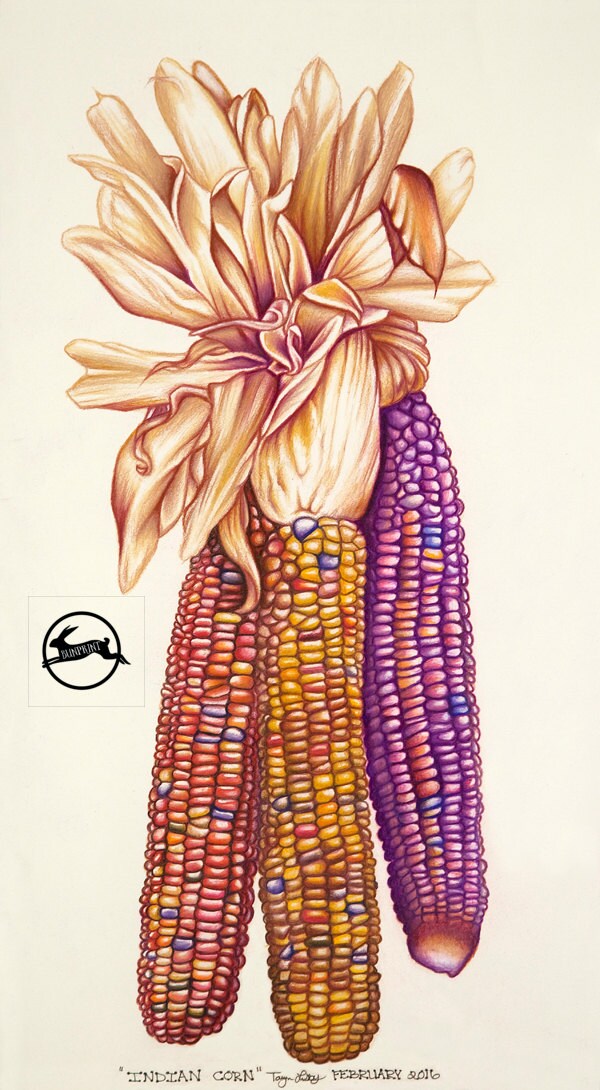 Indian Corn Pencil Drawing Fine Fall Art Print