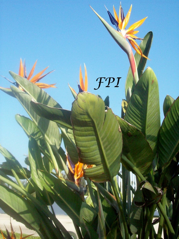 Plants similar to bird of paradise plant Idea