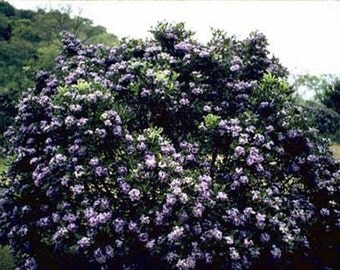 Sophora Secundiflora Seeds - Mescal Bean - Texas Mountain Laurel Tree