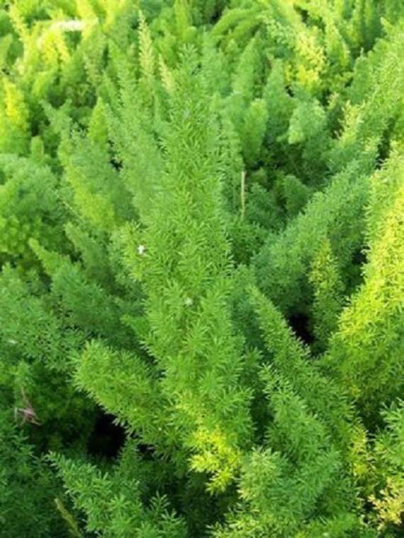 50 Asparagus Fern Sprengeri Seeds