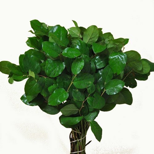 FRESH Salal Lemon Leaf Bundle Fresh Bunch Fresh Leaves