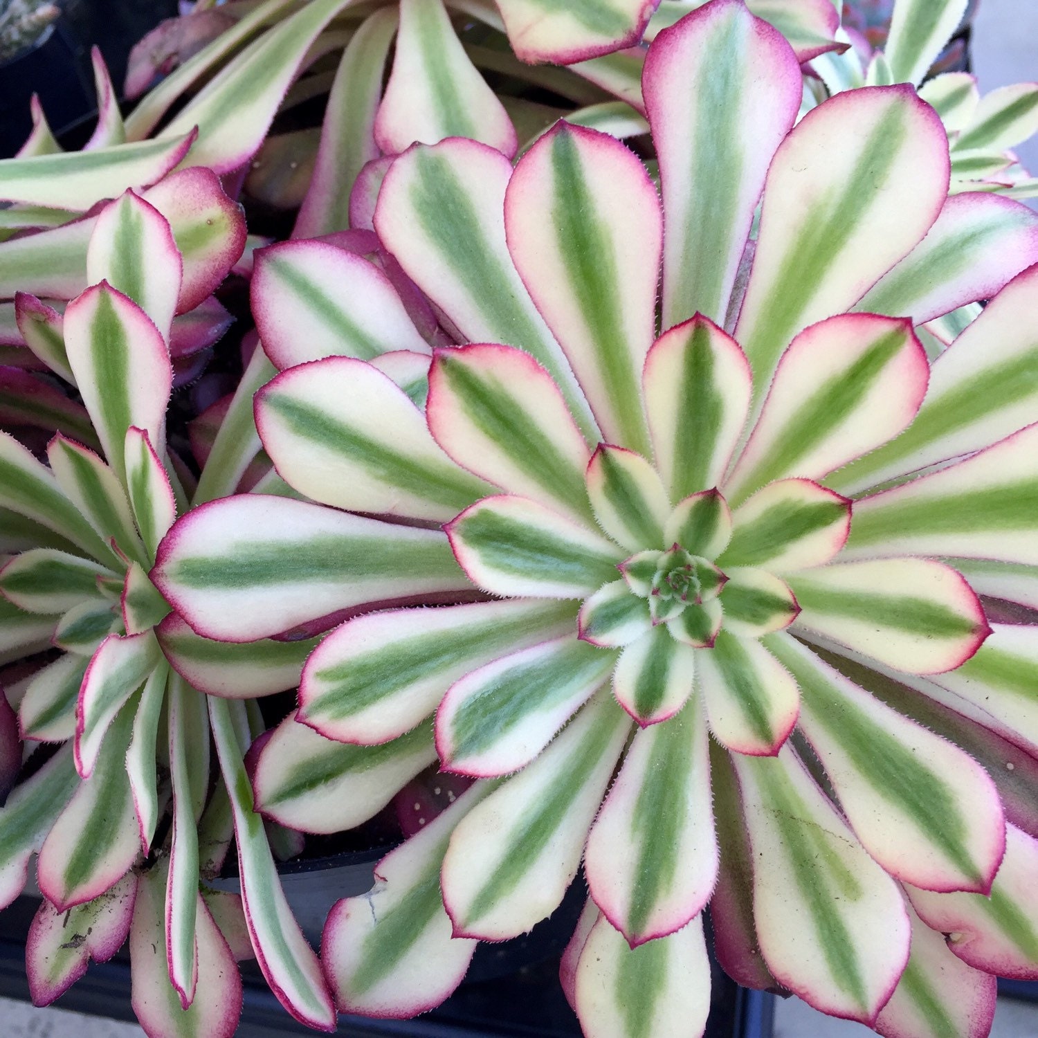 succulents box aeonium mardi gras rosettes