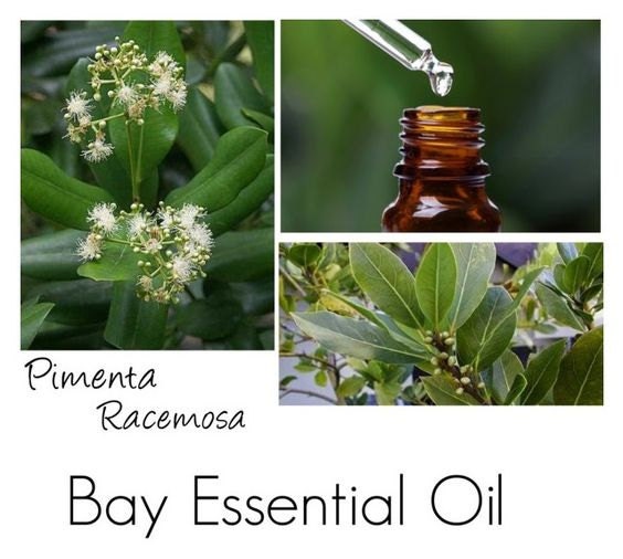 Bay Essential Oil Bay Oil Bay West Indies Essential Oils