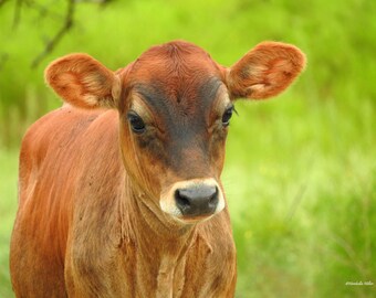 Cow Photography, Farmhouse Decor, Fine Art Photography, Ranch Decor, Rustic Decor, Home Decor, Animal Decor, FREE SHIPPING, Cow Wall Art