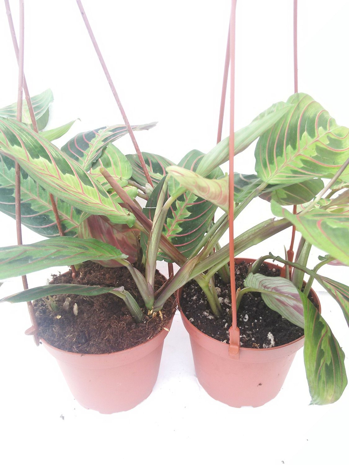 Two Red Prayer Plant Maranta 4 Hanging Pot FREE