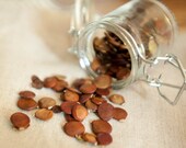 Wisteria Seeds | Wisteria Bonsai Seeds | 2017 crop