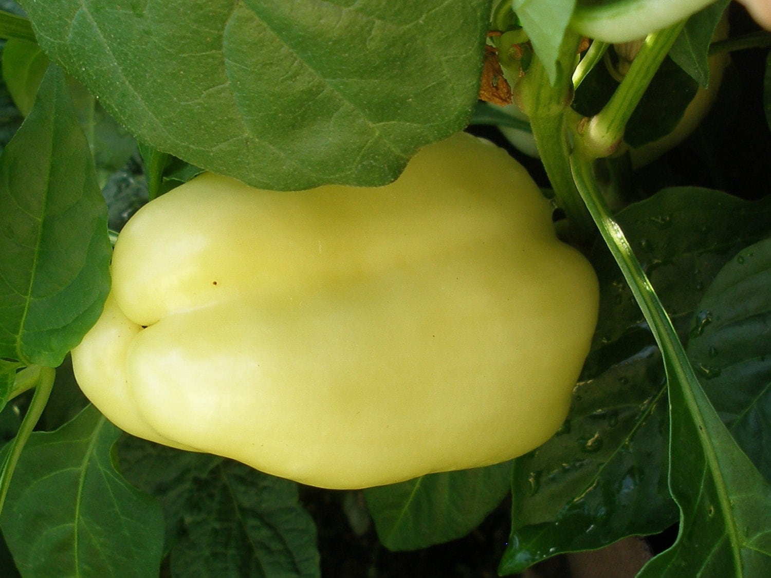 White Bell Pepper 20640 seeds heirloom non gmo