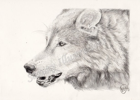 LIMITED EDITION PRINT: Wolf Head Pencil Drawing