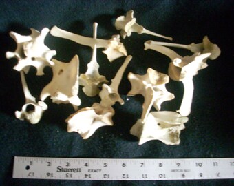 Deer bone-assorted vertebrae