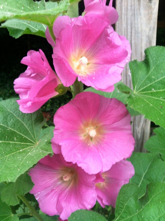 Pink Hollyhocks Old Fashioned Cottage Style Gardenheirloom Variety 50