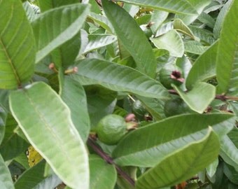 Guava Fruits Organically Grown Guavas, 5lb Box