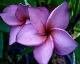 Plumeria Frangipani 'Mai Thai' 4 Rare Fresh Seeds