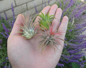 Ionantha Air plant pack, 3 5, 10, tillandsia air plants