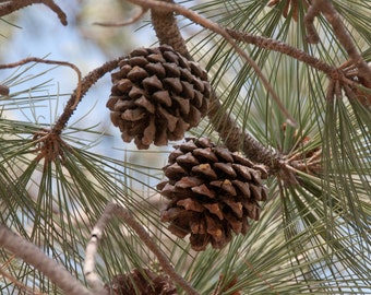 Unique redwood pine cone related items | Etsy