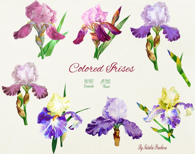 Colored Irises. Watercolor Clip Art flower, clipart, garden, iris, flowers clipart, floral clipart, wedding invitations, bouquet, iris