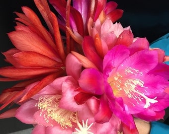 Three Miscellaneous Epiphyllum Orchid Cactus Cutting