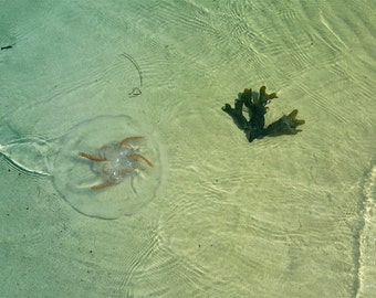 Fotografie - FineArtPrint - #Jellyfish