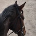 Hanna