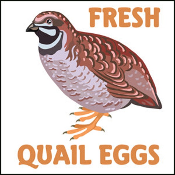 Fresh Quail Eggs Glossy Egg Carton Labels Set of 30