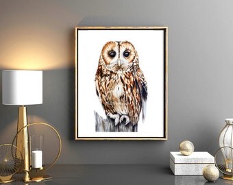 Tawny Owl Large fine art print watercolour by BlueShedStudio