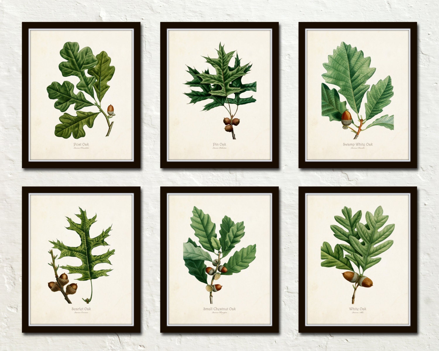 Oak Leaf Botanical Print Set No. 3 Botanical by BelleMaisonArt