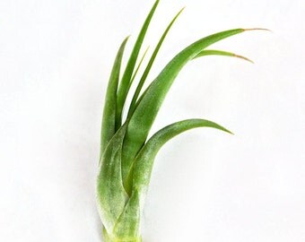 Large Air Plants - Large Circinata Paucifolia Air Plants - Big 7 to 9 inches tall - 30 Day Air Plant Guarantee - FAST SHIPPING