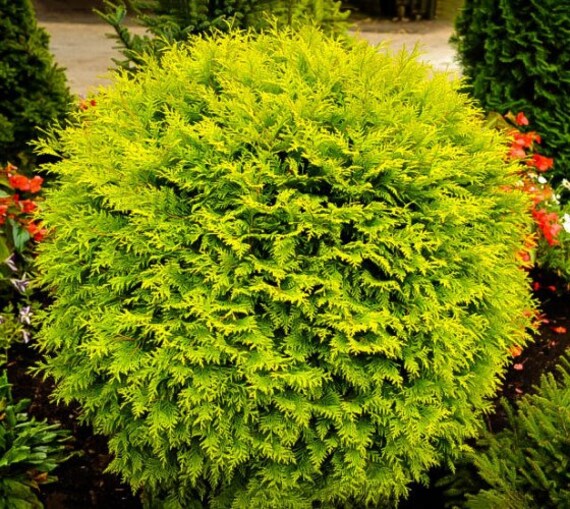 Golden Globe Dwarf Arborvitae Thuja by Newlifenurserydotnet