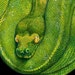 Green Tree Python Colored Pencil Drawing