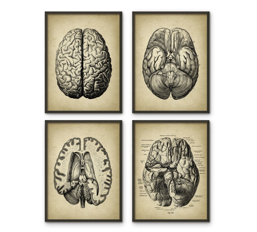 Human Brain Anatomy Print Set of 4 Brain Dissection