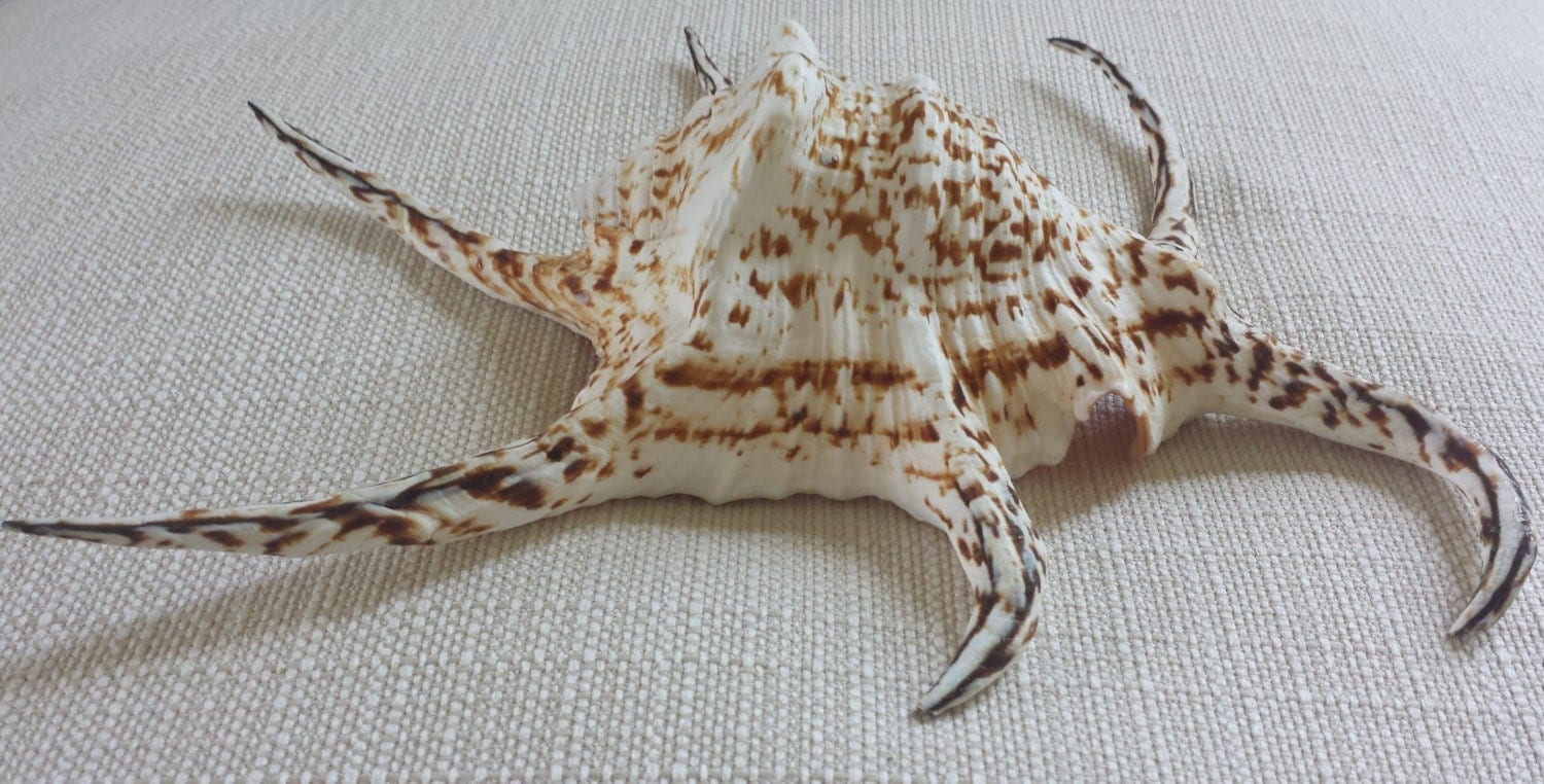 Large Sea Shells Spider Conch Shell Large Shells Specimen