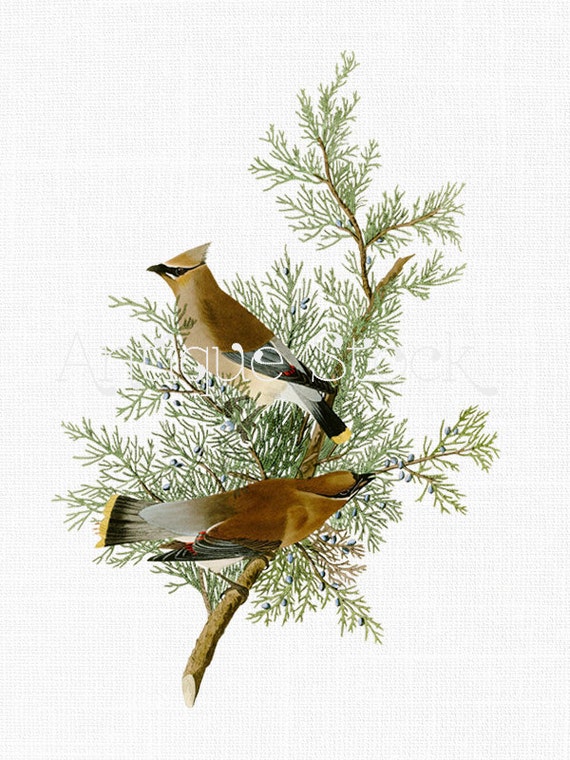 Bird Clip Art Cedar Birds Tree Branch Leaves Digital