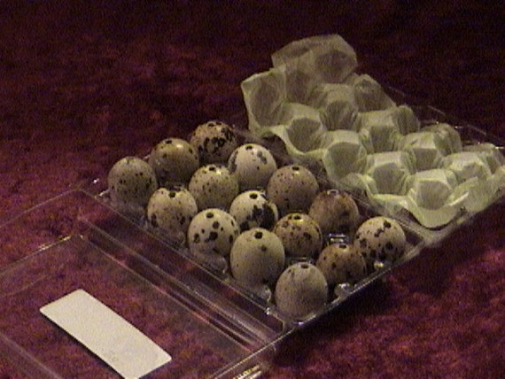quail eggs for sale near me