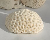 Vintage White Elliptical Rough Star Coral home decor rustic beach wedding decor crafts antique fossils Coastal Style Accents bathroom decor