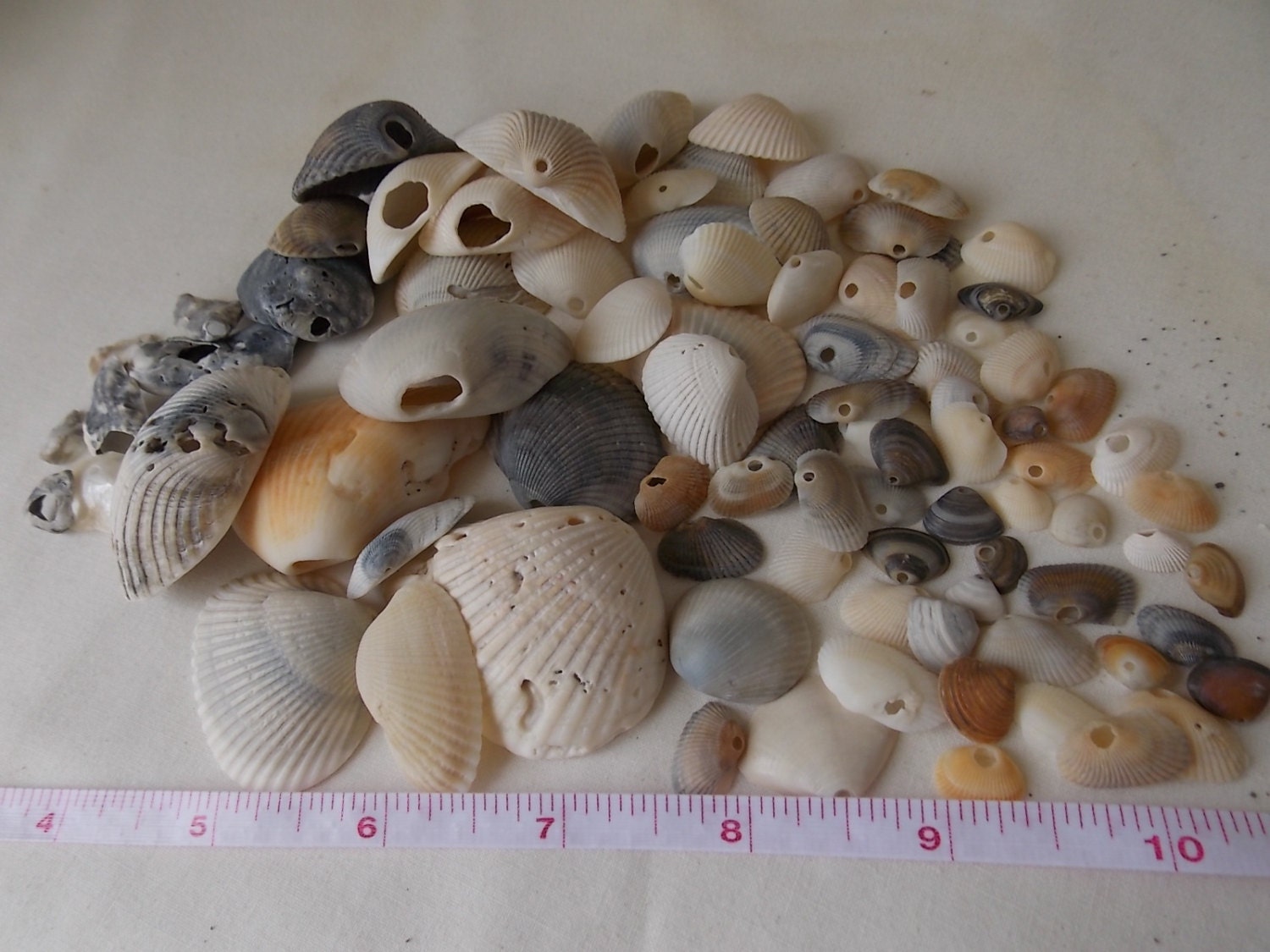 Sea Shells with Holes