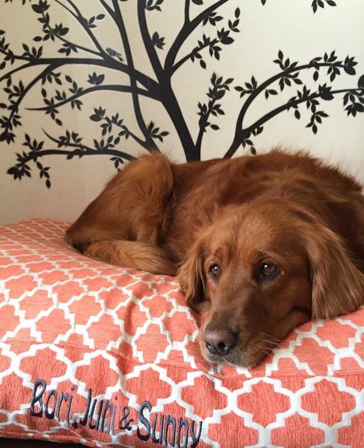 Large Orange Dog Bed Personalized Quatrefoil Chenille Pet