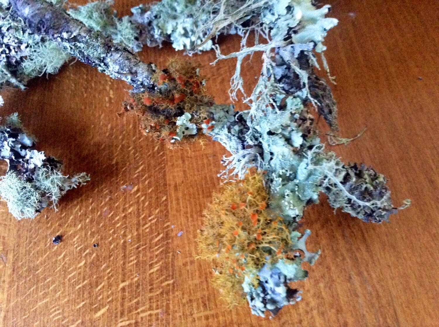 Lichen growing on wood sticks. Terrarium supplies