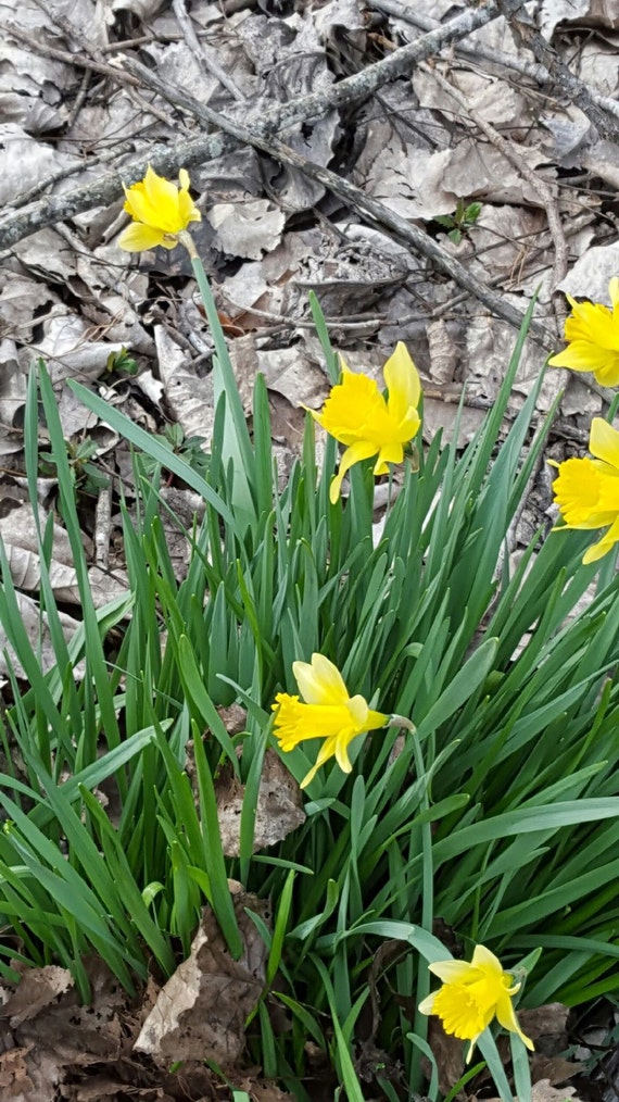 25 daffodil bulbs heirloom old fashioned buttercups