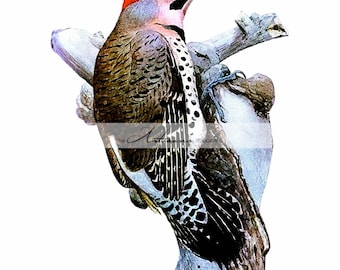 Digital Download Printable Art - Woodpecker Bird Vintage Art - Paper Crafts Scrapbooking Altered Art - Instant Art - Bird Art Painting