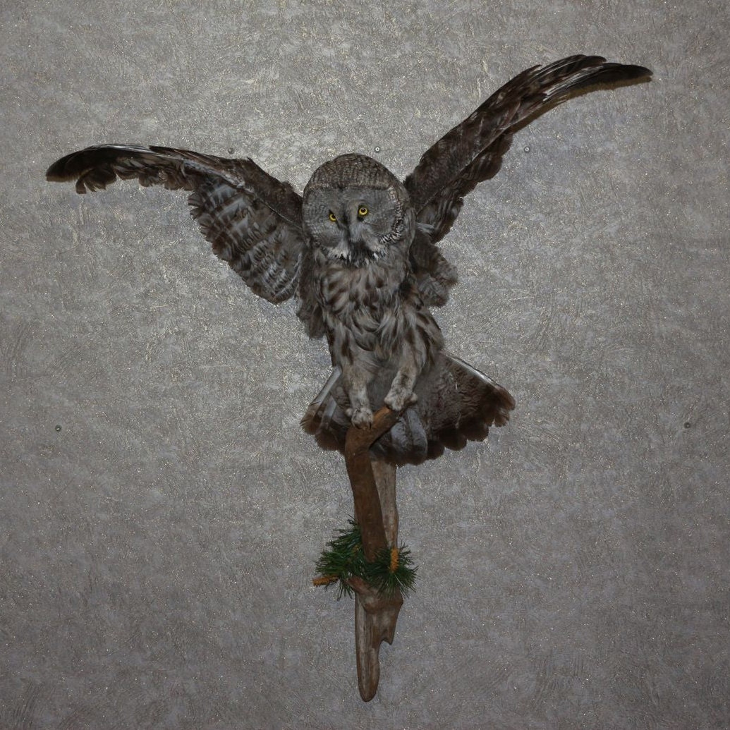 taxidermy owl for sale