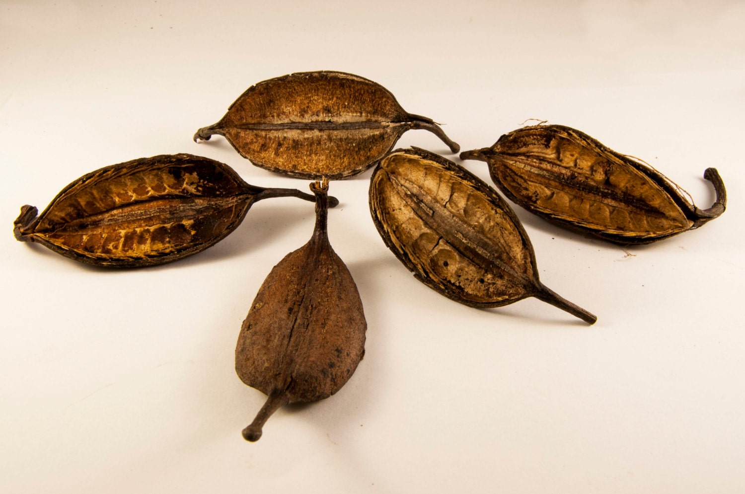 10 Waratah Pods Seed Pods Unusual Seed Pods Nature