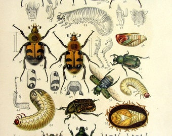 1912 Differents species of beetles antique color lithograph, vintage INSECTS color print, bee beetle potosia COLEOPTERA scarabs entomology.