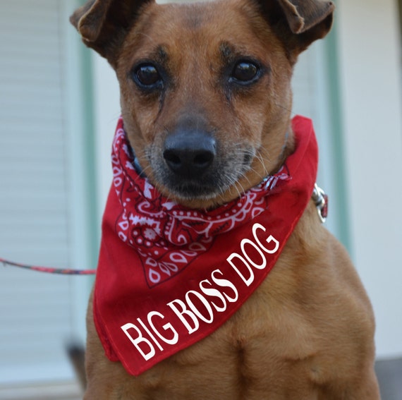 Doggie Bandanas Big Boss Dog Cool Dog Bandana Funny