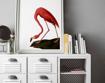 Vintage Flamingo, Pink Flamingo, Flamingo, Antique Flamingo, Ad, Audubon, bird art, Natural Science, Natural History Art, bird print, poster