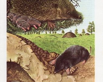 Mole and Hedgehog Print - 1960's Animal Lithograph, Moles, Mole, Hedgehog, Hedgehogs, Hedgehog Print, Mole Print, Cute Hedgehog, Cute Mole