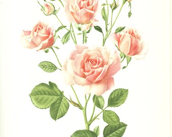 1985 Vintage Pink Rose print Vintage rose art print vintage