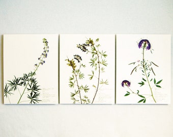 Purple Colorado Wildflowers Botanical Print Set of Herbarium Specimens, Pressed Flowers Prints, Dried Flower Art, 184, 178, 172