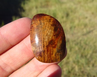 Hell's Canyon Petrified Wood Cabochon