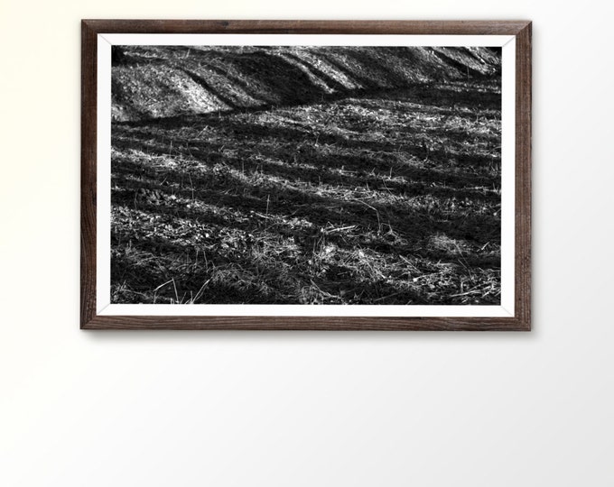 Forest photography Forest print Forest field Forest landscape Shadow art print Black white print Field art Printable Art Nature photography